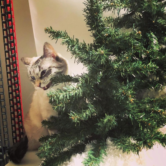 Nothing to see here. Just another cat vs. Christmas tree fight.