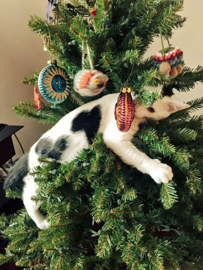 Nothing to see here. Just another cat vs. Christmas tree fight.