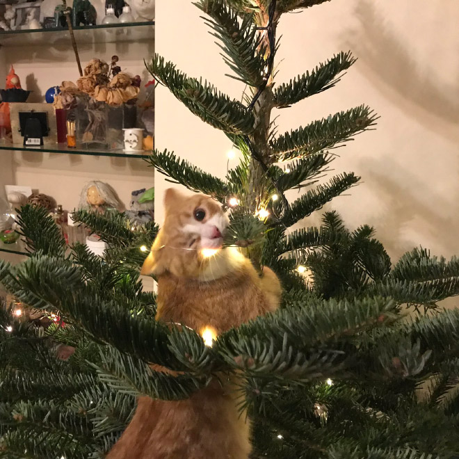 Nothing to see here. Just another cat vs. Christmas tree fight.