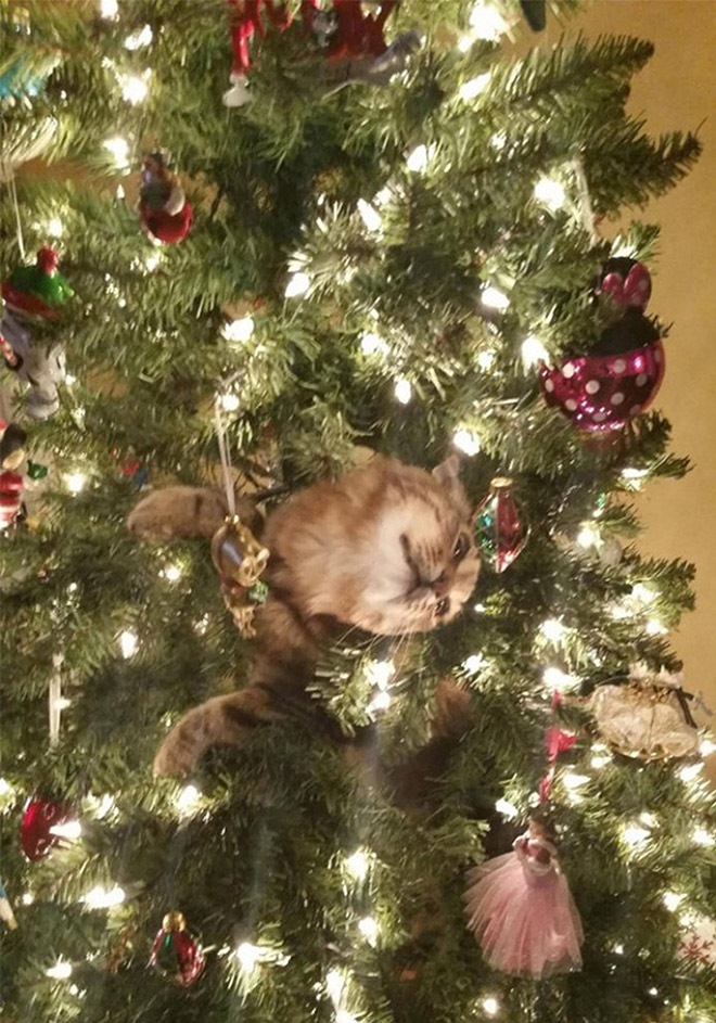 Nothing to see here. Just another cat vs. Christmas tree fight.