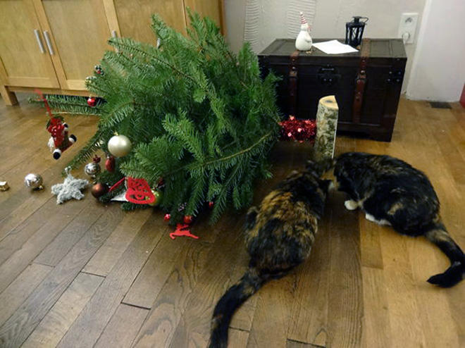 Nothing to see here. Just another cat vs. Christmas tree fight.