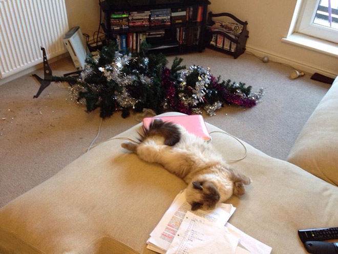 Nothing to see here. Just another cat vs. Christmas tree fight.