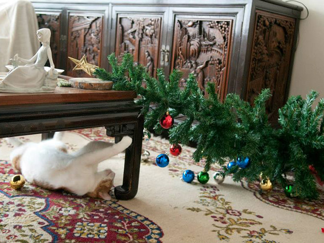 Nothing to see here. Just another cat vs. Christmas tree fight.