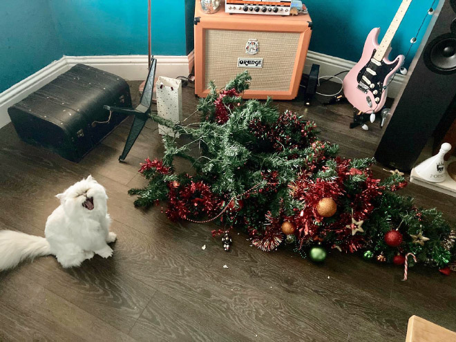 Nothing to see here. Just another cat vs. Christmas tree fight.