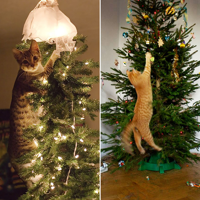 Nothing to see here. Just another cat vs. Christmas tree fight.