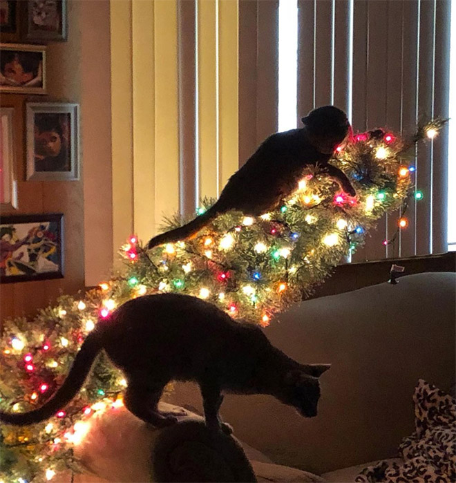 Nothing to see here. Just another cat vs. Christmas tree fight.