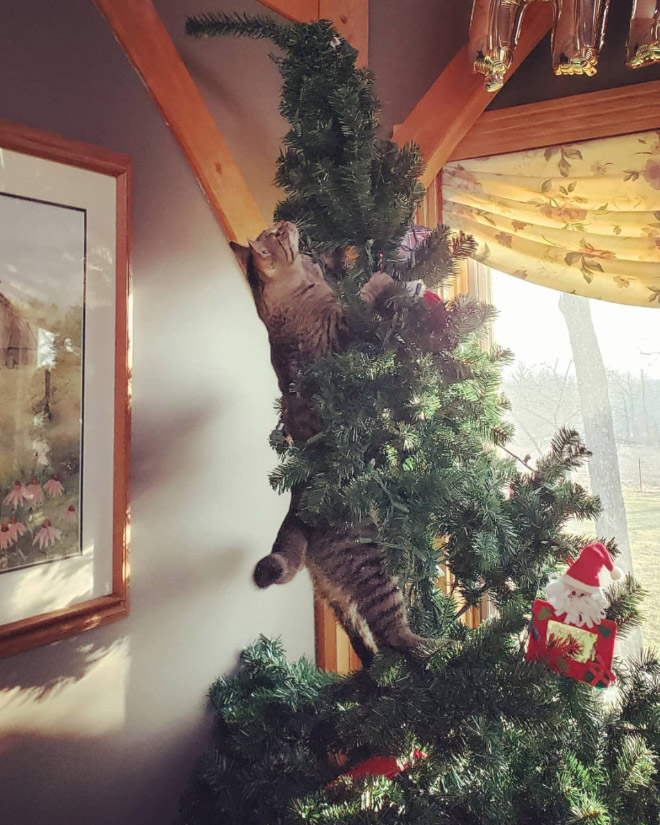 Nothing to see here. Just another cat vs. Christmas tree fight.