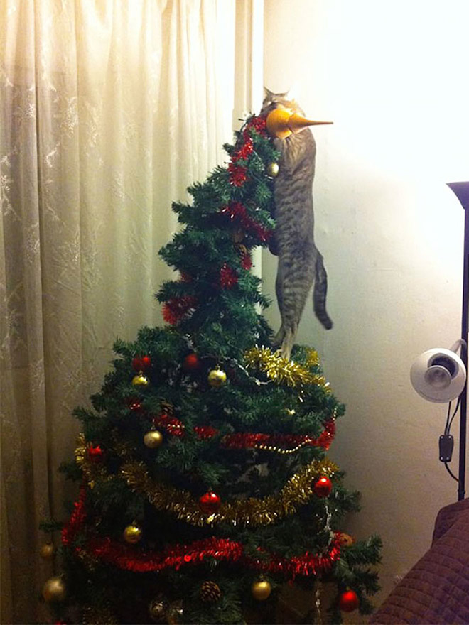 Nothing to see here. Just another cat vs. Christmas tree fight.