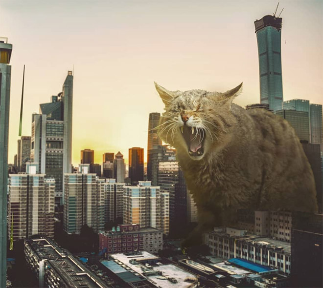 Cat Godzilla (catzilla).