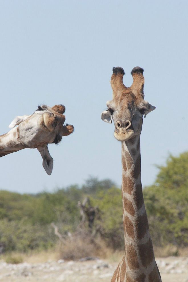 Funny picture from "Comedy Wildlife Photography Awards".