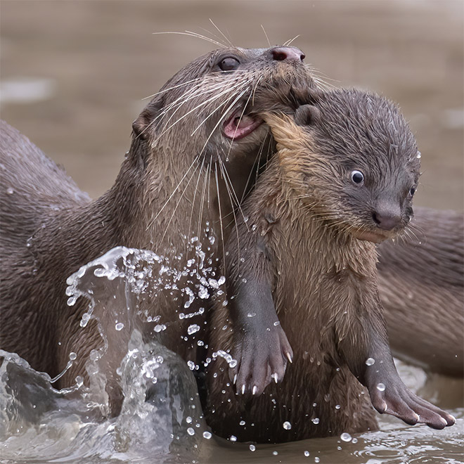 Funny picture from "Comedy Wildlife Photography Awards".