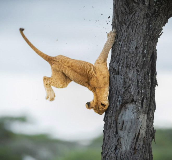 Funny picture from "Comedy Wildlife Photography Awards".