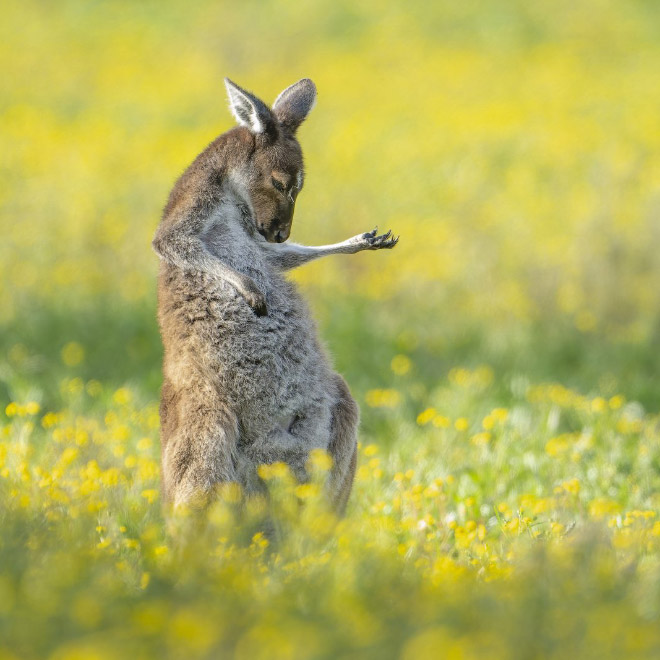 Funny picture from "Comedy Wildlife Photography Awards".