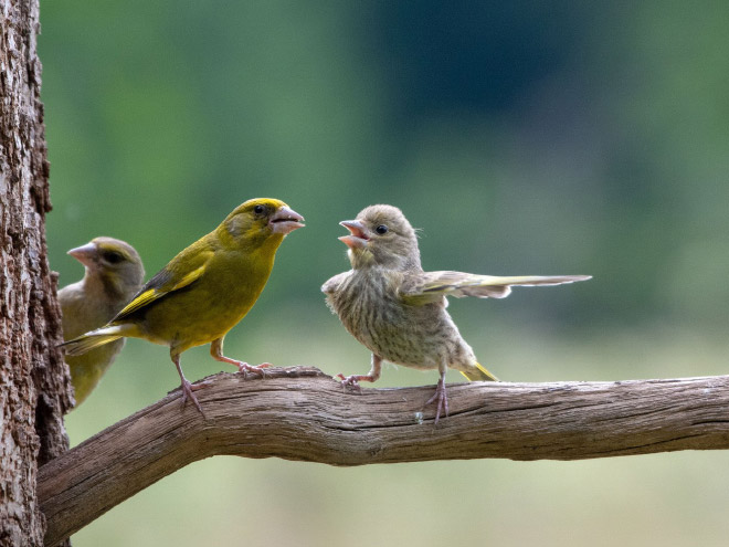 Funny picture from "Comedy Wildlife Photography Awards".