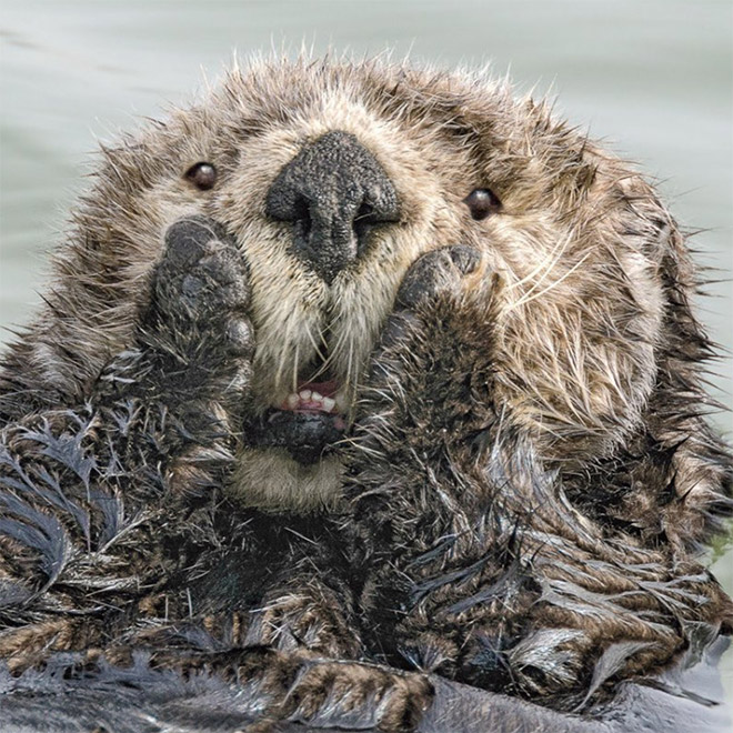 Funny picture from "Comedy Wildlife Photography Awards".