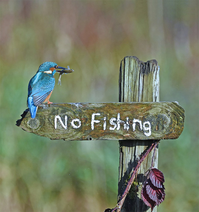 Funny picture from "Comedy Wildlife Photography Awards".