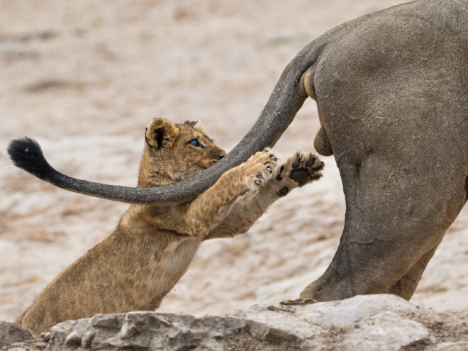 Funny picture from "Comedy Wildlife Photography Awards".