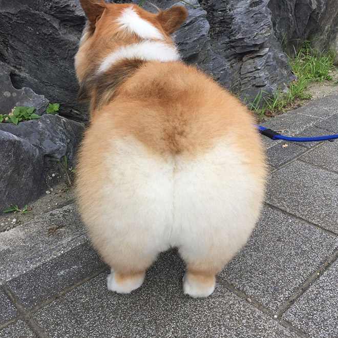 Corgi butt.