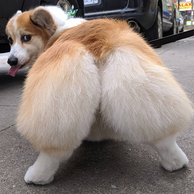 Corgi butt.