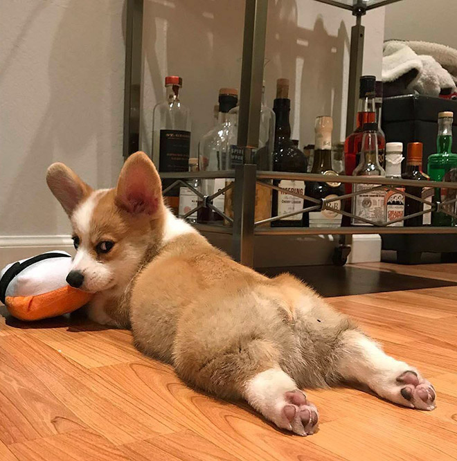 Corgi butt.