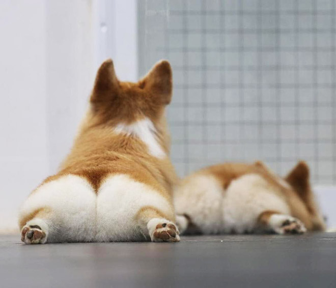 Corgi butts.