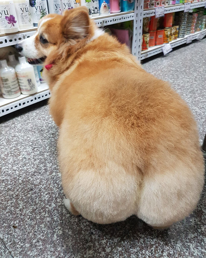 Corgi butt.