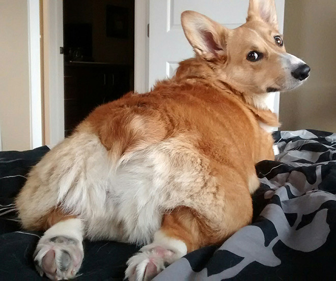 Corgi butt.