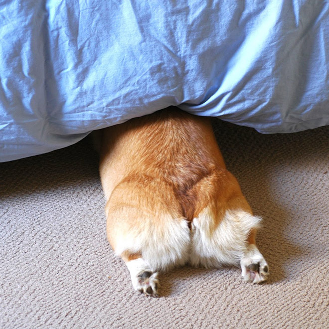 Corgi butt.