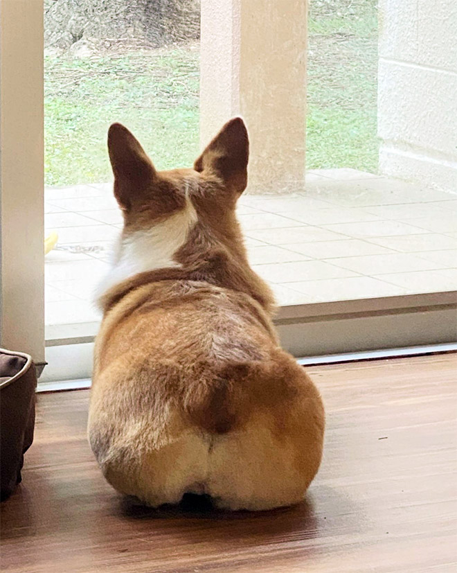 Corgi butt.