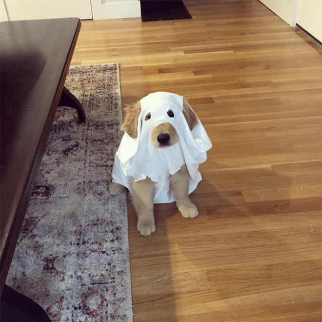 Dog ghost costume.