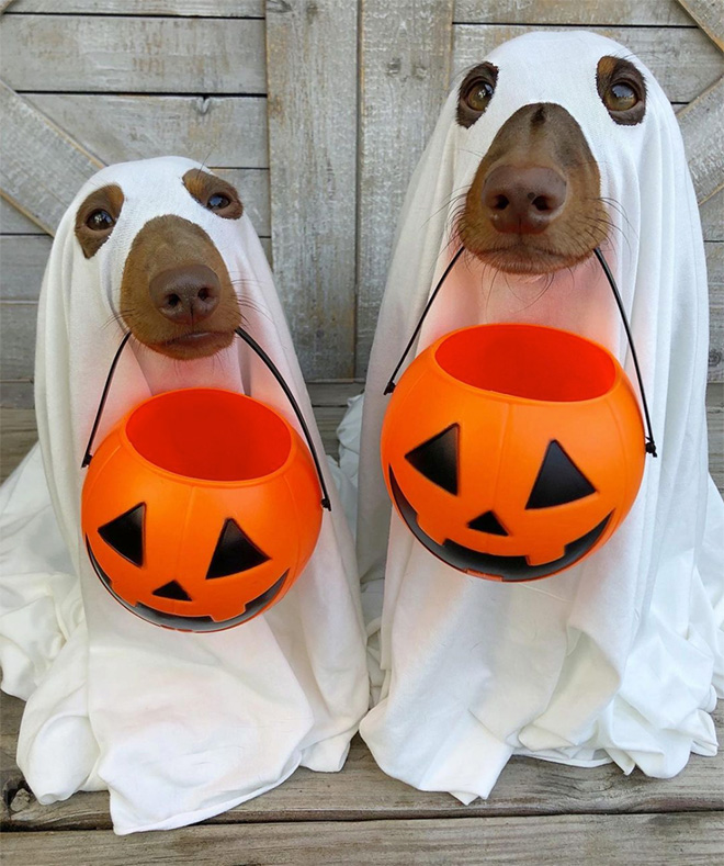 Dog ghost costumes.