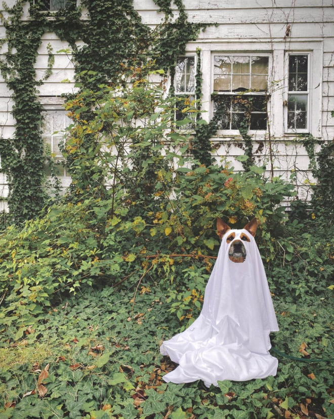 Dog ghost costume.