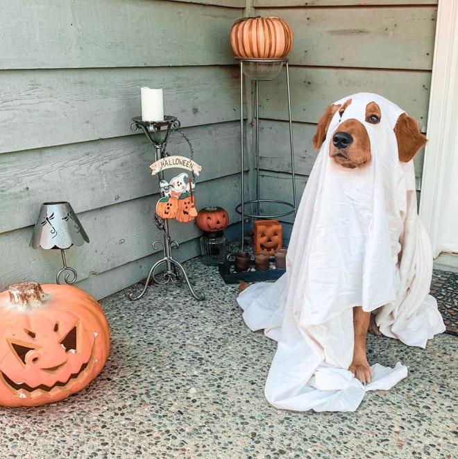 Dog ghost costume.