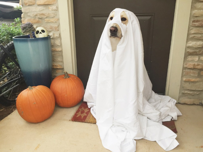 Dog ghost costume.