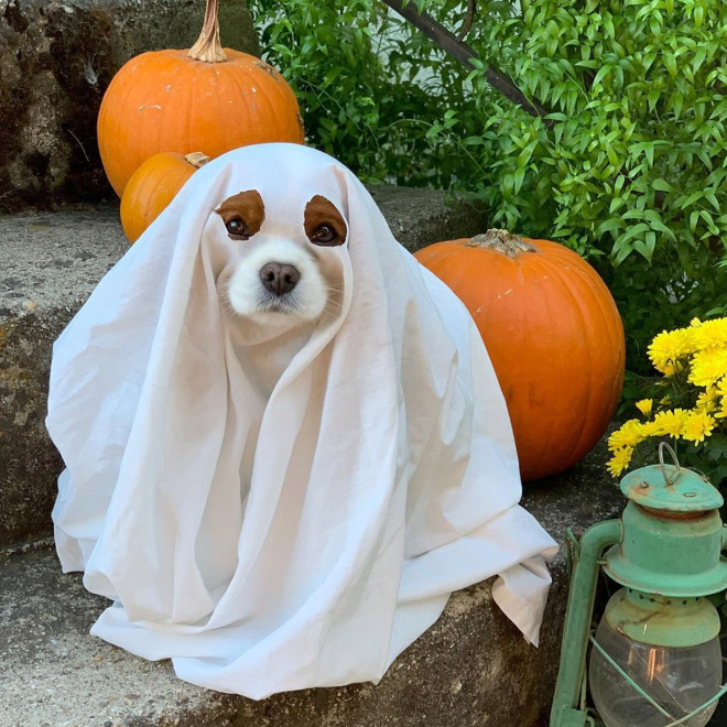 Dog ghost costume.