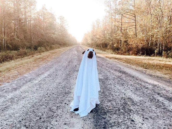 Dog ghost costume.