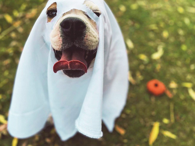 Dog ghost costume.