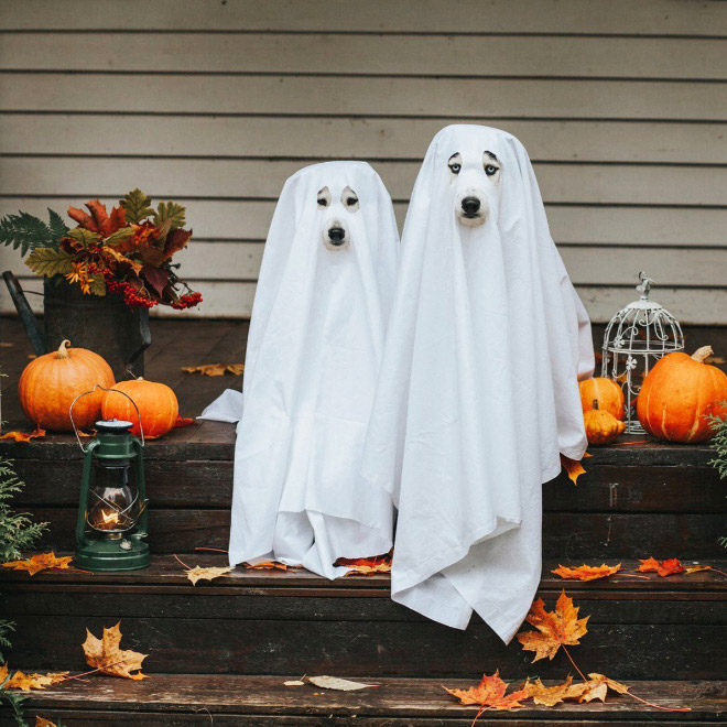 Dog ghost costumes.