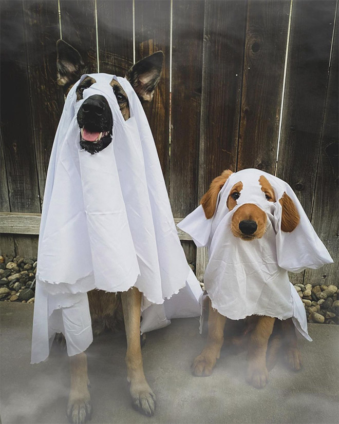 Dog ghost costumes.