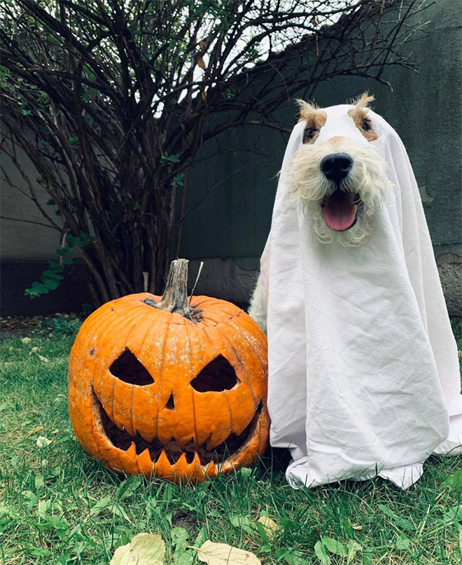 Dog ghost costume.