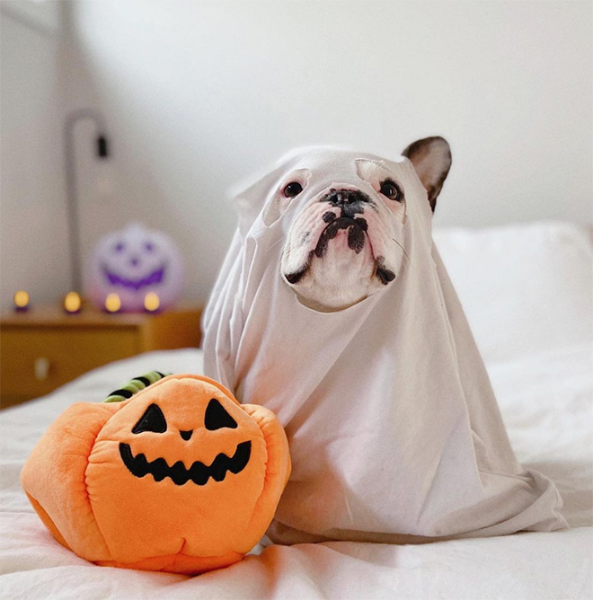 Dog ghost costume.