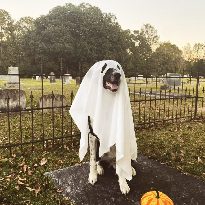 Dog ghost costume.