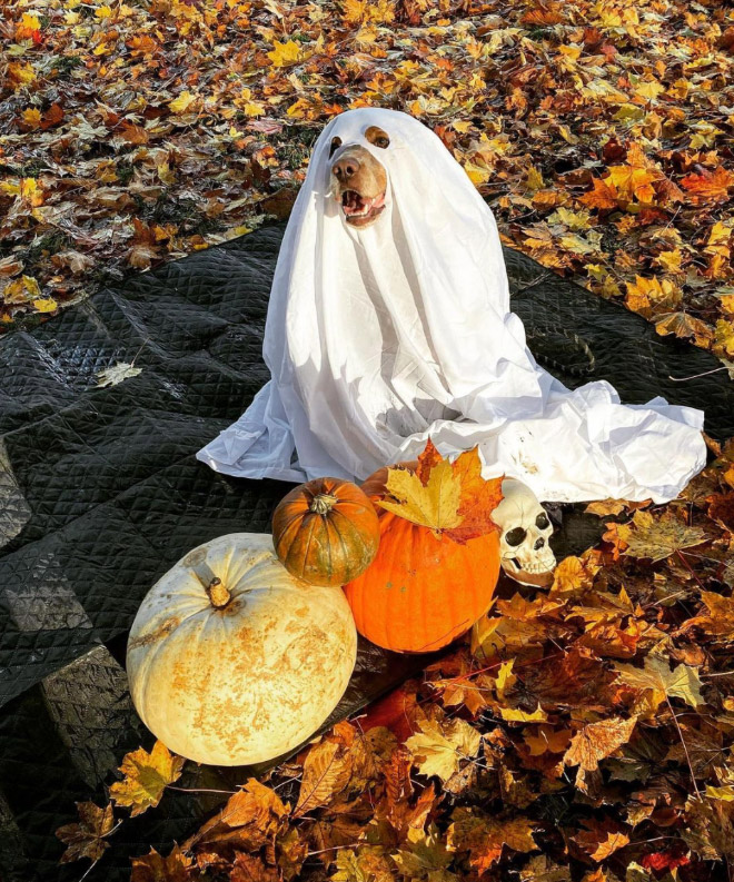 Dog ghost costume.