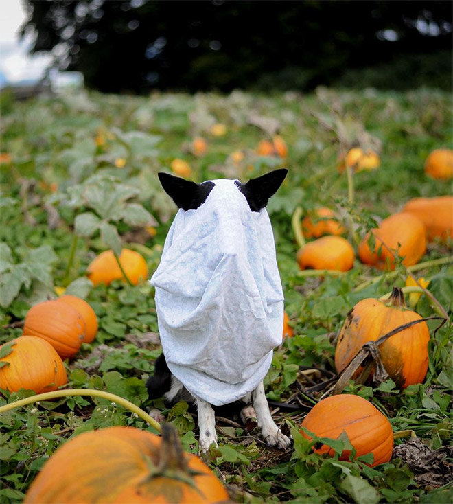 Dog ghost costume.