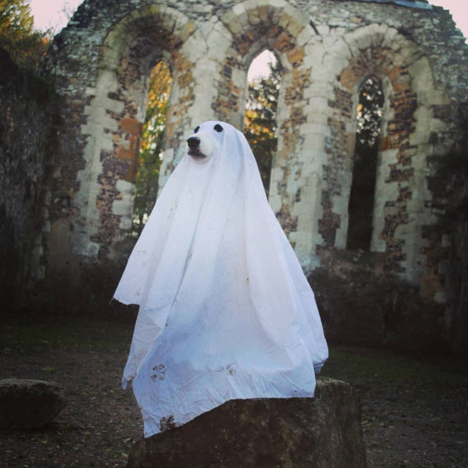 Dog ghost costume.