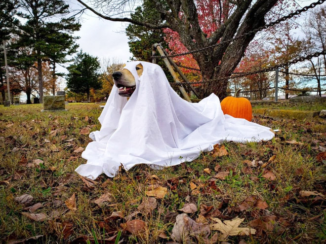 Dog ghost costume.