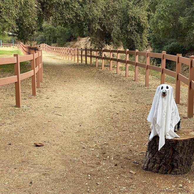 Dog ghost costume.