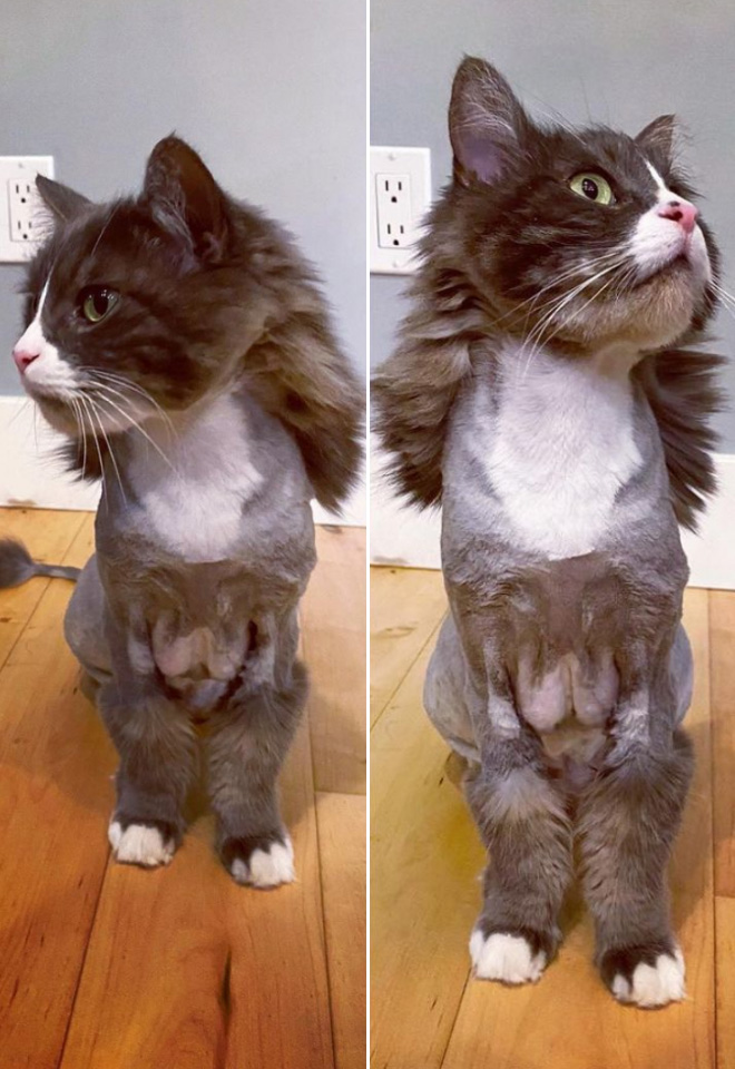 Cat mullet haircut.