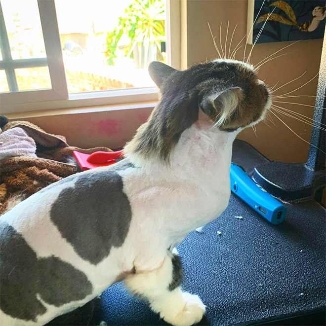 Cat mullet haircut.