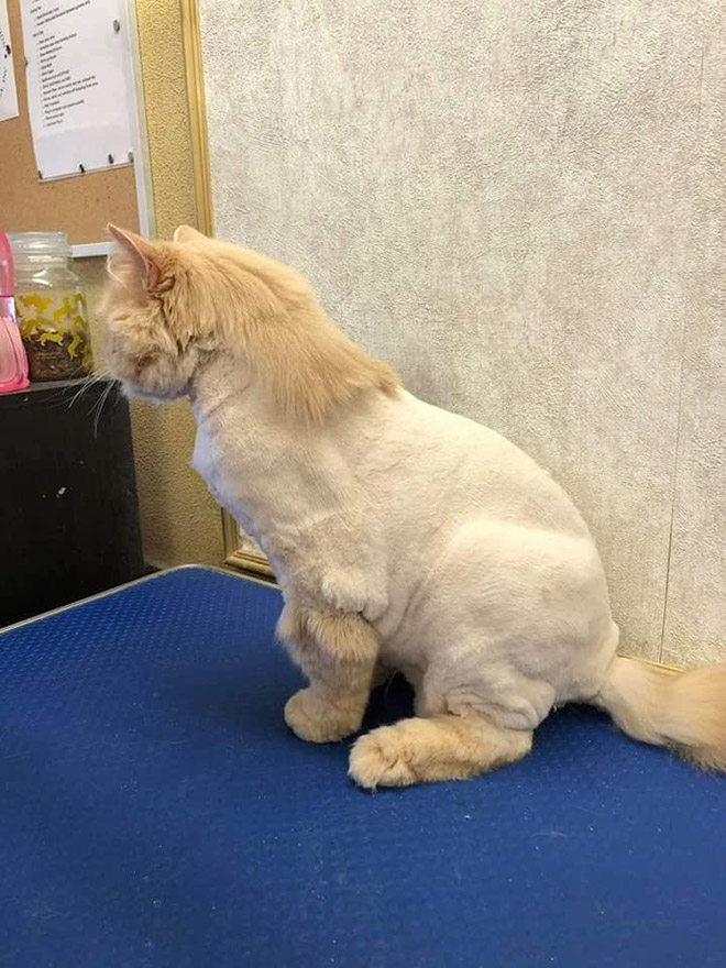 Cat mullet haircut.